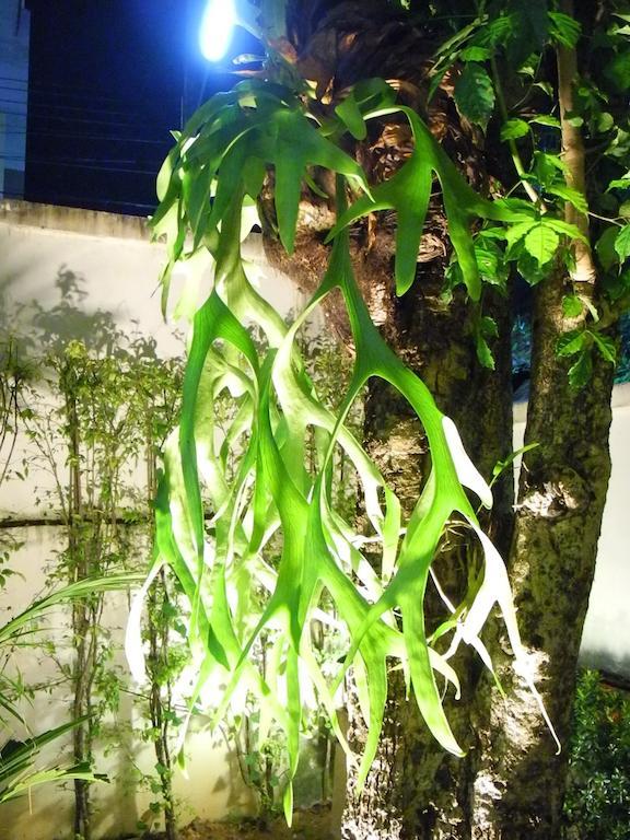 Green House Phuket Pa Khlok Exterior photo